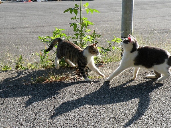 Cuộc[-]sống[-]ở[-]các[-]hòn[-]đảo[-]của[-]riêng[-]mèo,[-]thỏ,[-]chuột[-]5